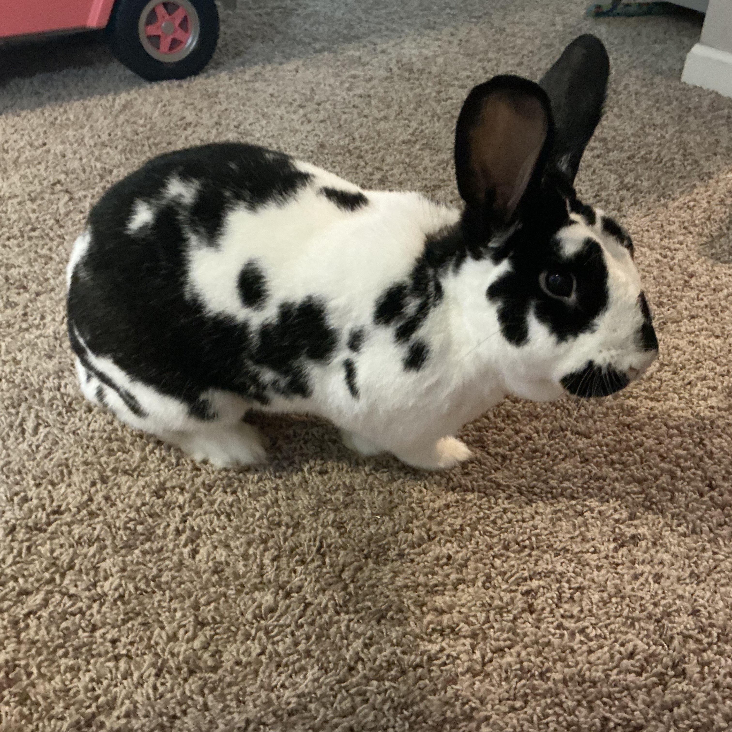 Mark Hoppus, Adoptable, Adult Male New Zealand.