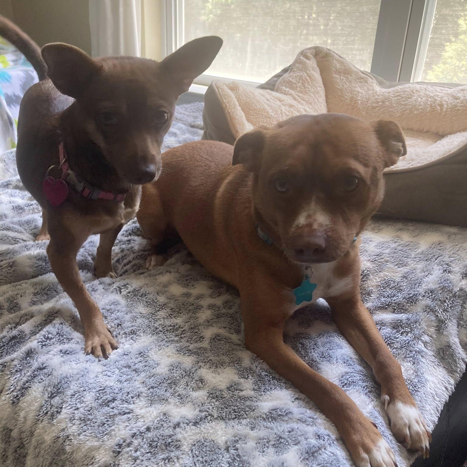 Kobe, Adoptable, Young Male Chihuahua & Basenji.