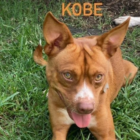 Enlarge Kobe, a Adoptable mixed breed in Fort Mill, SC image 2/6