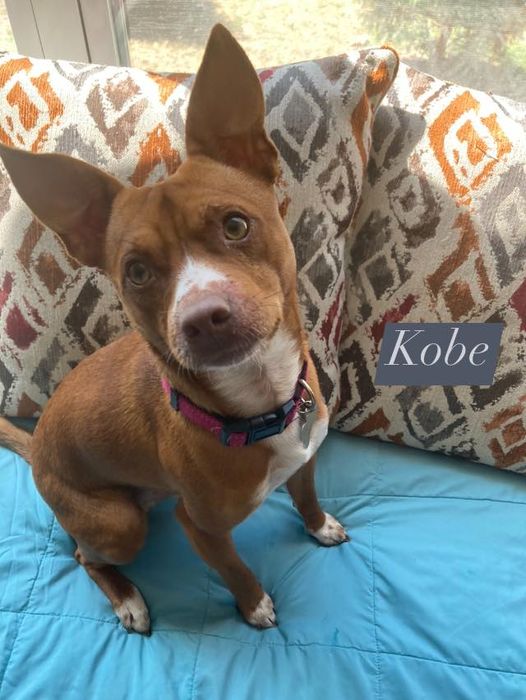 Enlarge Kobe, a Adoptable mixed breed in Fort Mill, SC image 6/6