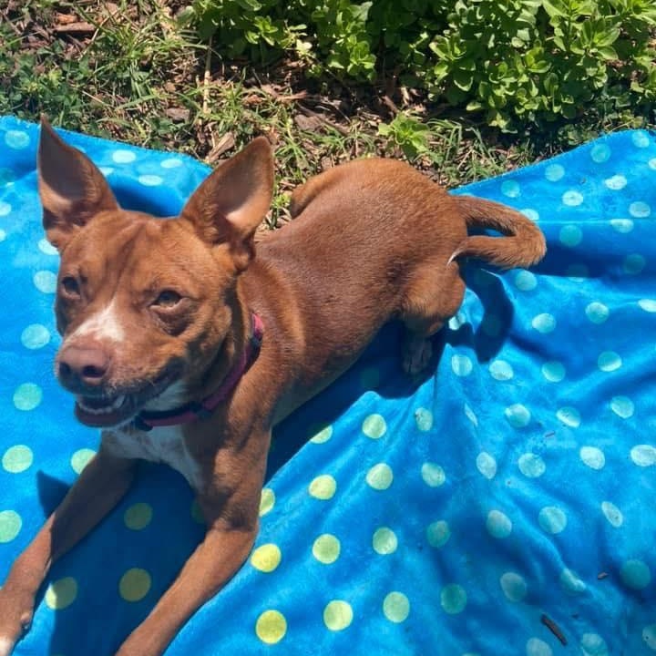 Enlarge Kobe, a Adoptable mixed breed in Fort Mill, SC image 4/6