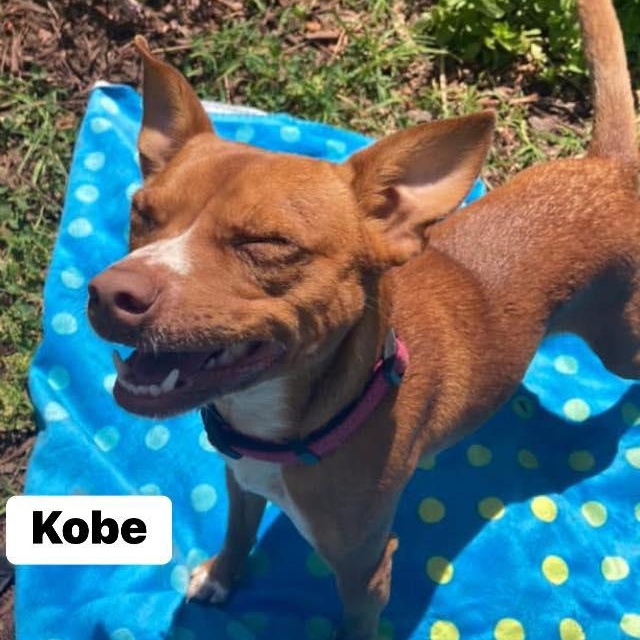 Enlarge Kobe, a Adoptable mixed breed in Fort Mill, SC image 3/6