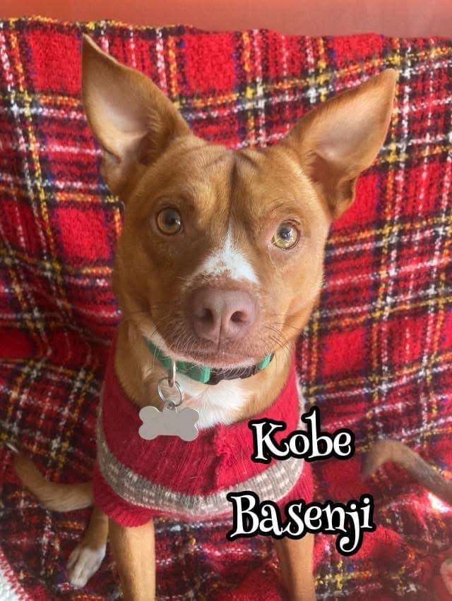 Enlarge Kobe, a Adoptable mixed breed in Fort Mill, SC image 5/6