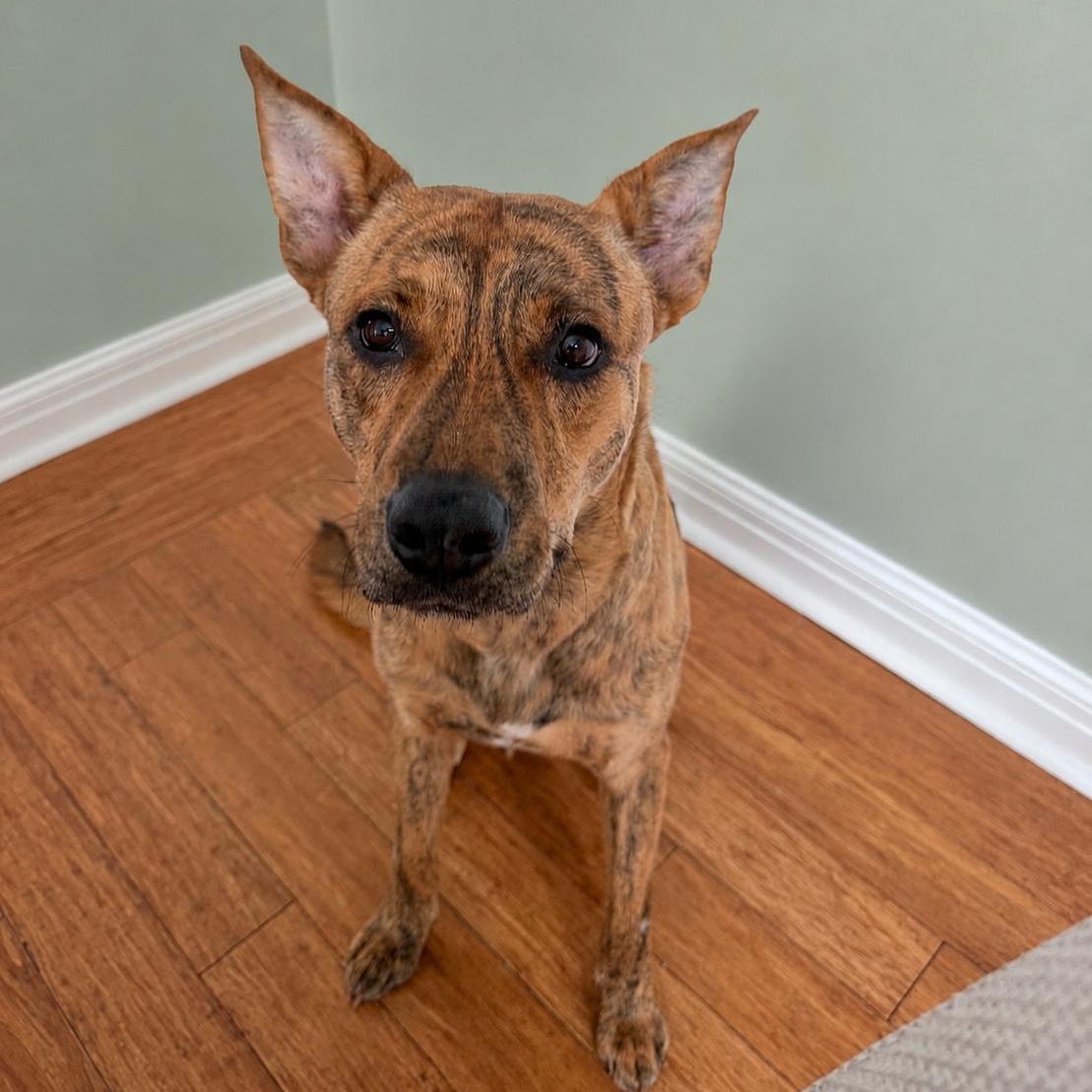 Scooby, a ADOPTABLE mixed breed in Buffalo, NY image 2/6