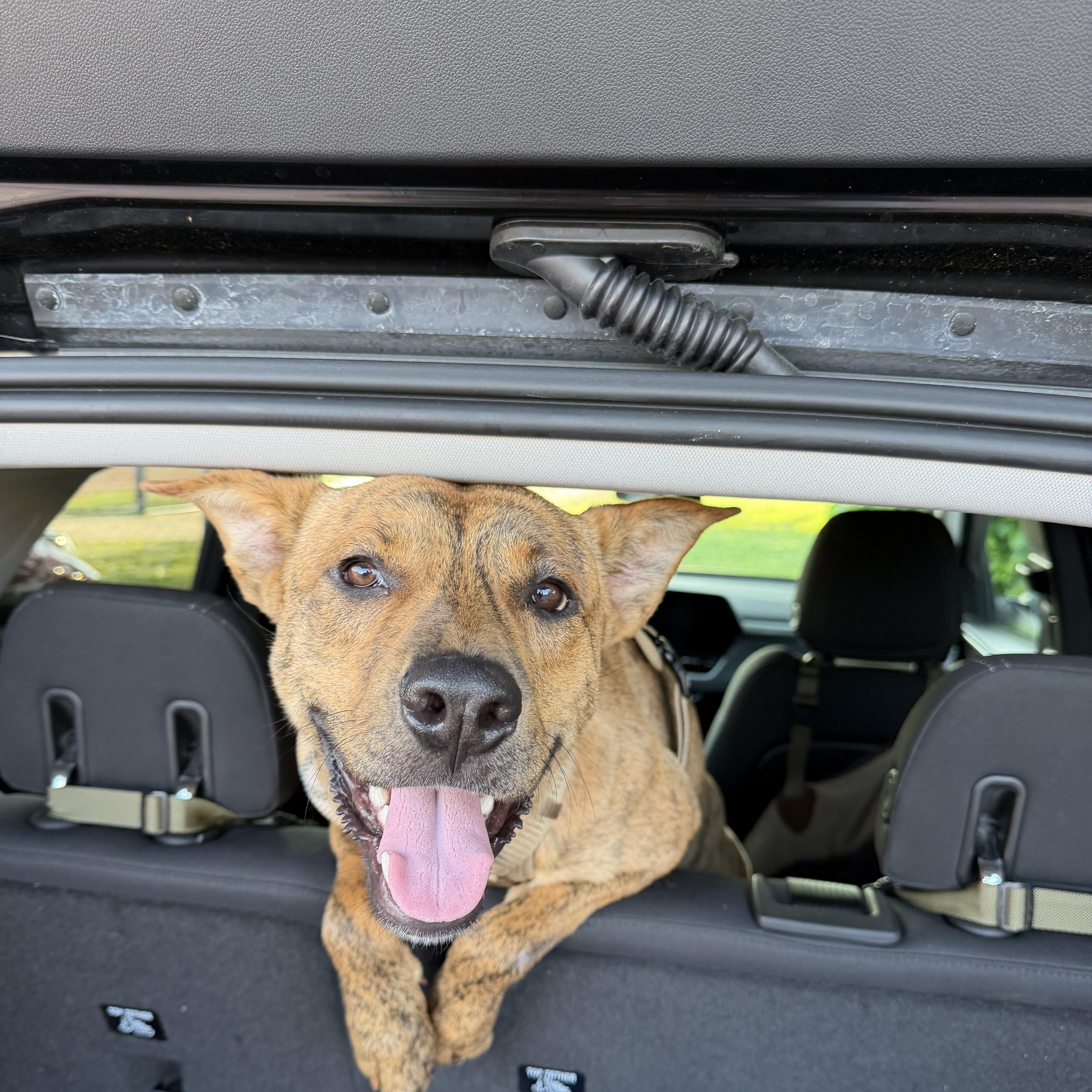 Scooby, ADOPTABLE, Young Male Shepherd.