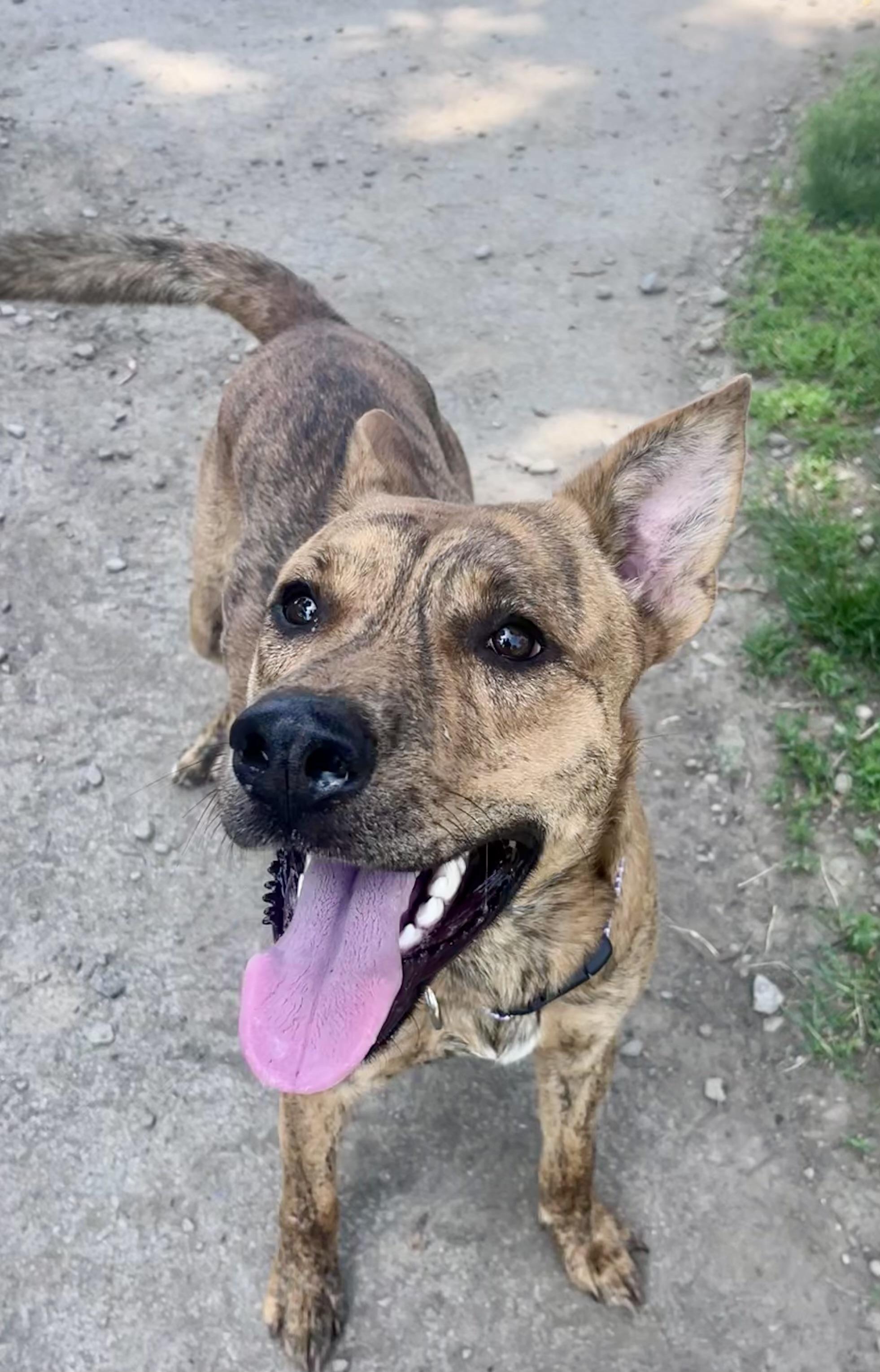 George Michael, ADOPTABLE, Young Male Shepherd.