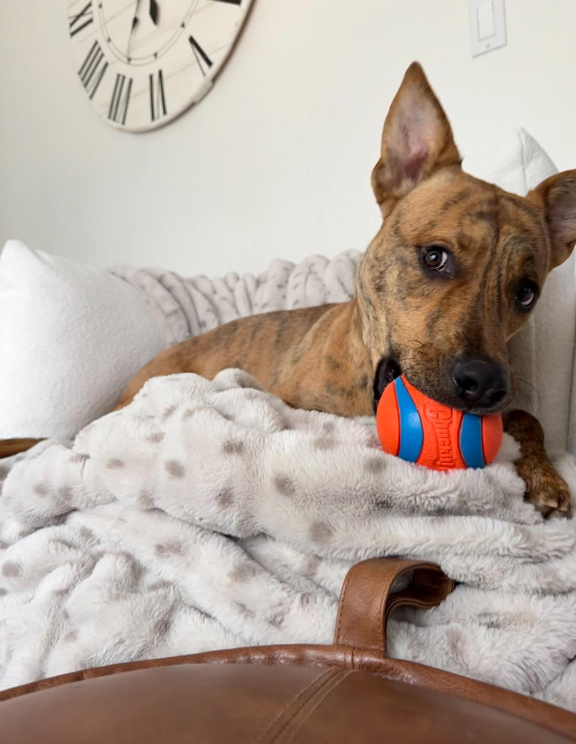 Scooby, a ADOPTABLE mixed breed in Buffalo, NY image 3/6