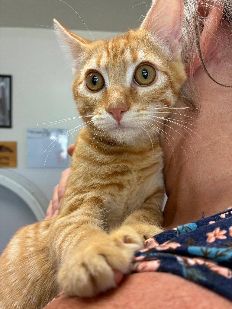 Kitten - Cobalt, Adoptable, Kitten Male Domestic Short Hair.