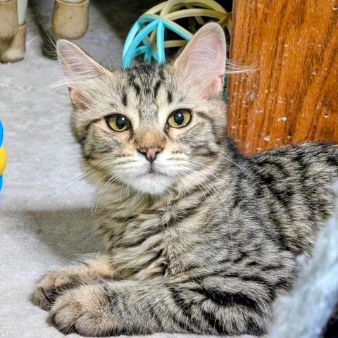 Enlarge Darla, a Adoptable Domestic Medium Hair in Owatonna, MN image 1/3