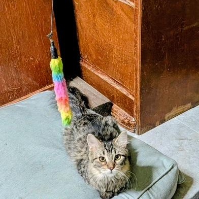 Enlarge Darla, a Adoptable Domestic Medium Hair in Owatonna, MN image 3/3