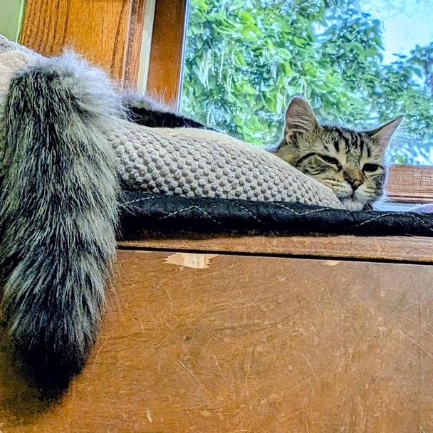 Enlarge Darla, a Adoptable Domestic Medium Hair in Owatonna, MN image 2/3