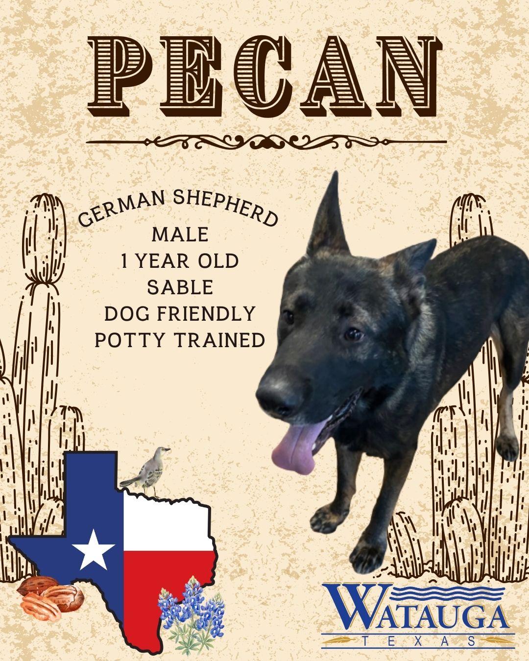 Enlarge Pecan, an adopted German Shepherd Dog in Watauga, TX image 1/1