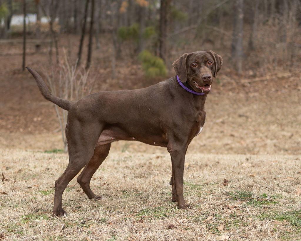 Enlarge Beans, a Adopted Mixed Breed in Durham, NC image 1/2