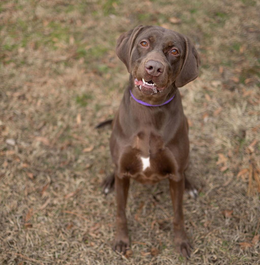 Enlarge Beans, a Adopted Mixed Breed in Durham, NC image 2/2