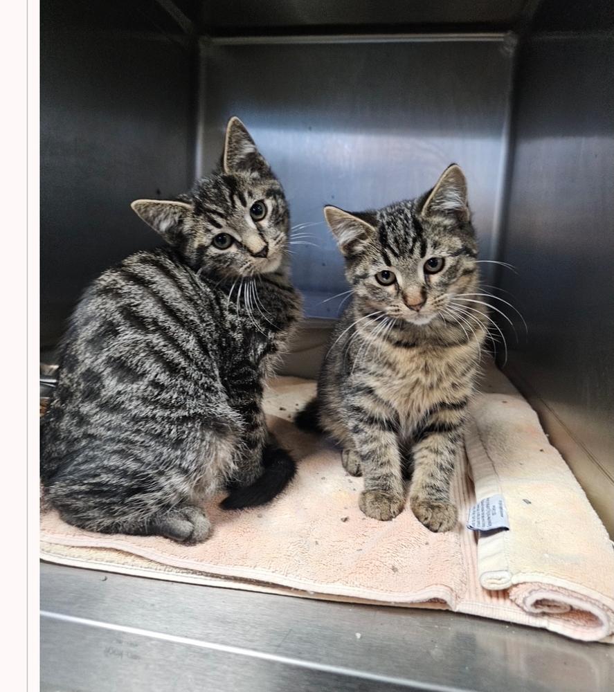 Barry, Adoptable, Kitten Male Domestic Short Hair.