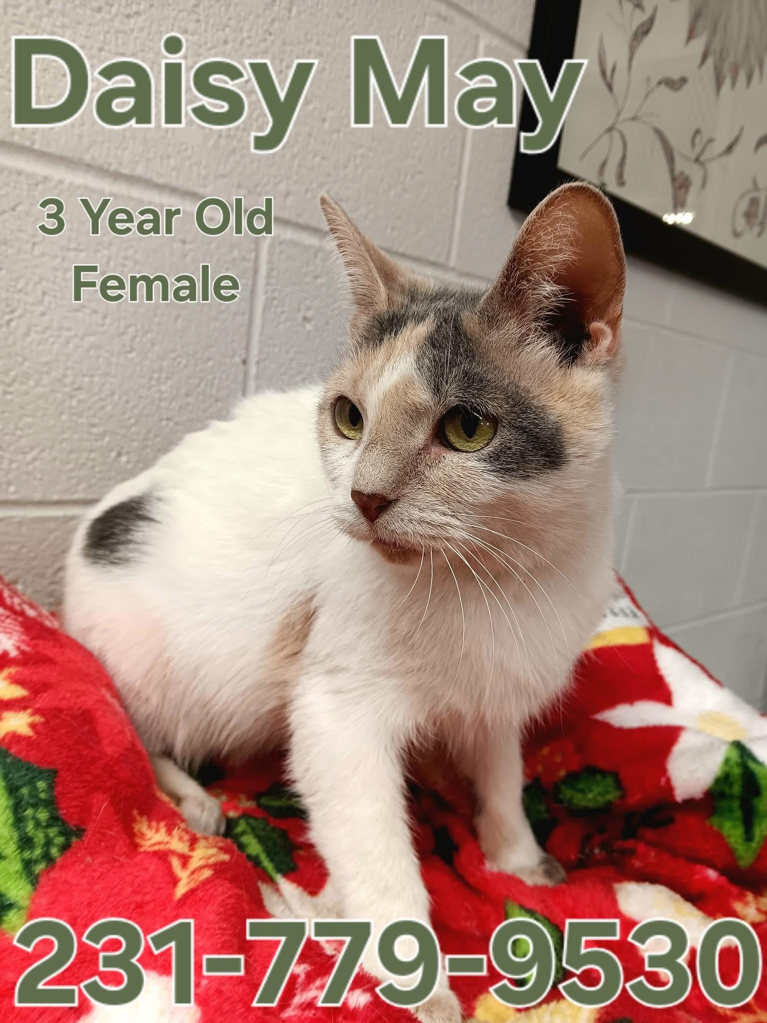 Enlarge DAISY MAY, an adopted Domestic Short Hair in Cadillac, MI image 1/1