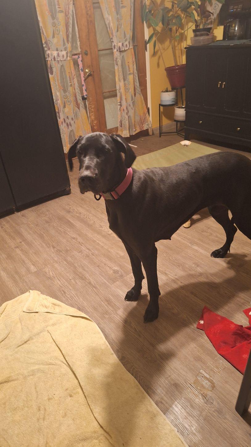 Kami, Adoptable, Young Female Great Dane.