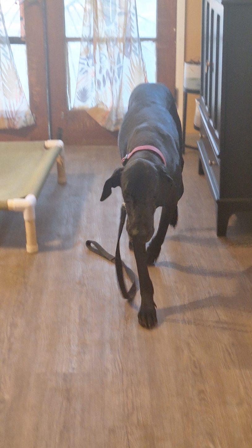 Kami, a Adoptable Great Dane in Los Angeles, CA image 2/6