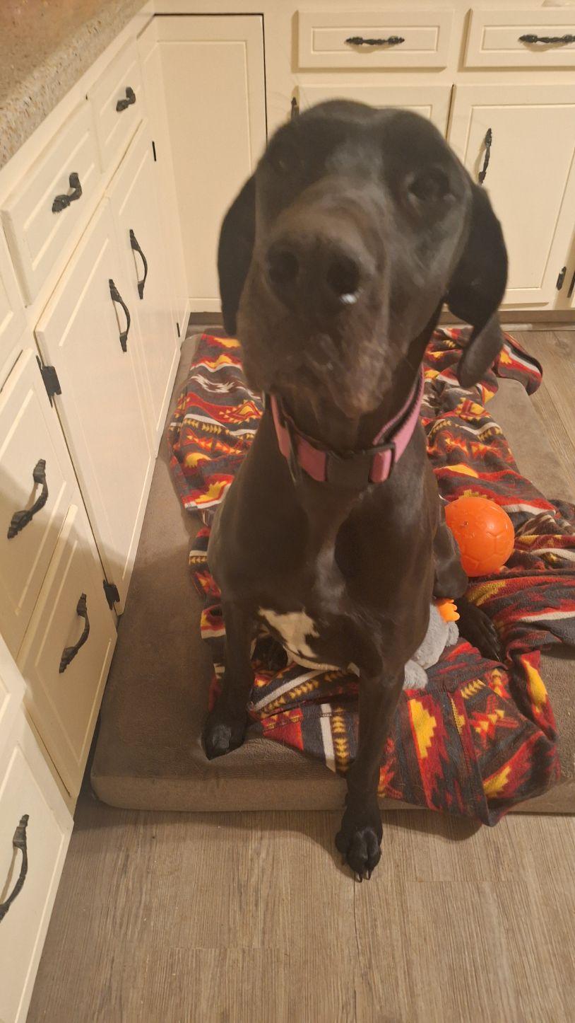 Kami, a Adoptable Great Dane in Los Angeles, CA image 3/6