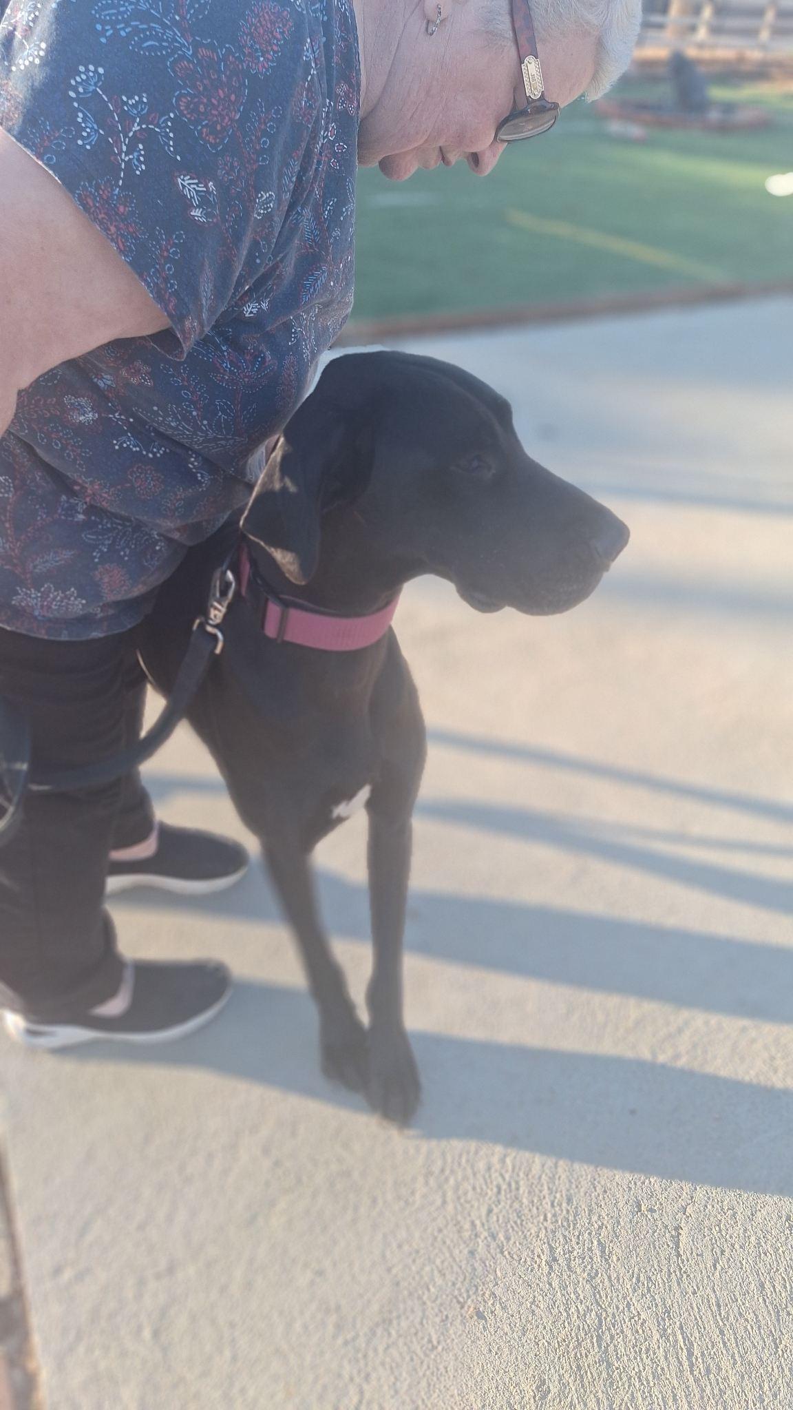 Kami, a Adoptable Great Dane in Los Angeles, CA image 4/6