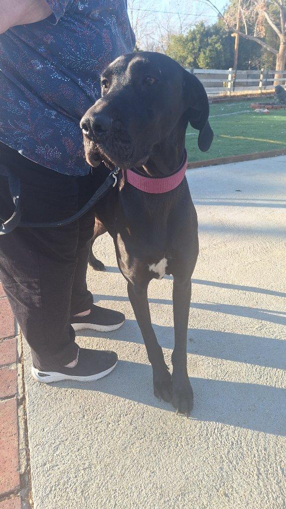 Kami, a Adoptable Great Dane in Los Angeles, CA image 5/6