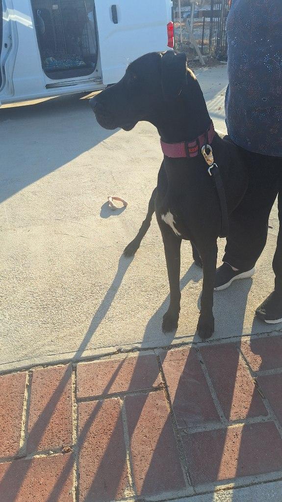 Kami, Adoptable, Young Female Great Dane.