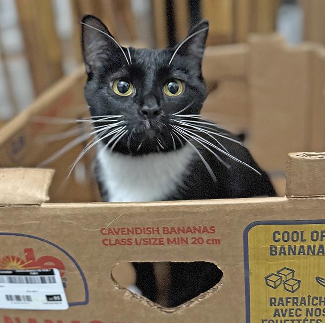 Enlarge Moira, a ADOPTABLE Tuxedo in Chicago, IL image 2/6
