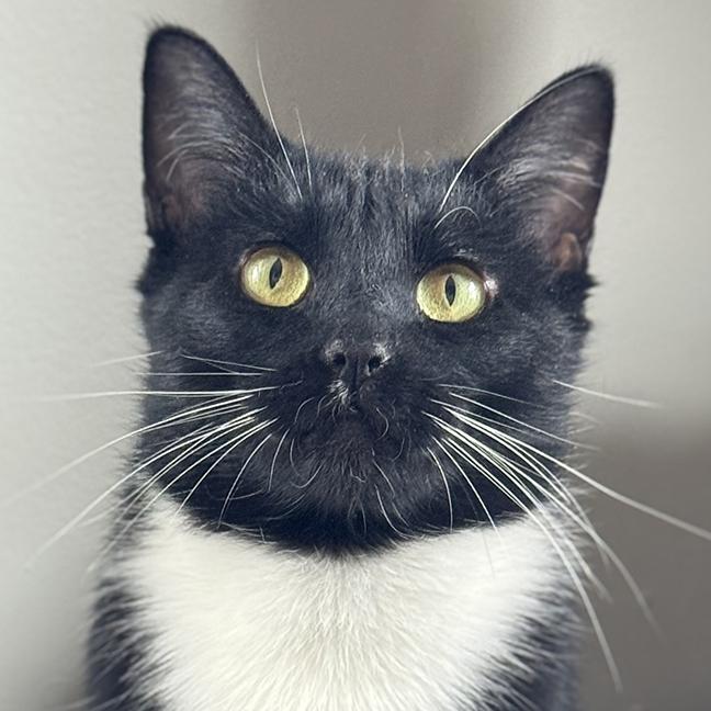 Moira, ADOPTABLE, Young Female Tuxedo.