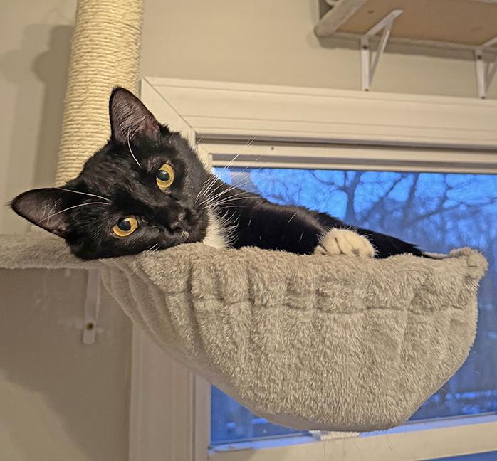 Enlarge Moira, a ADOPTABLE Tuxedo in Chicago, IL image 6/6