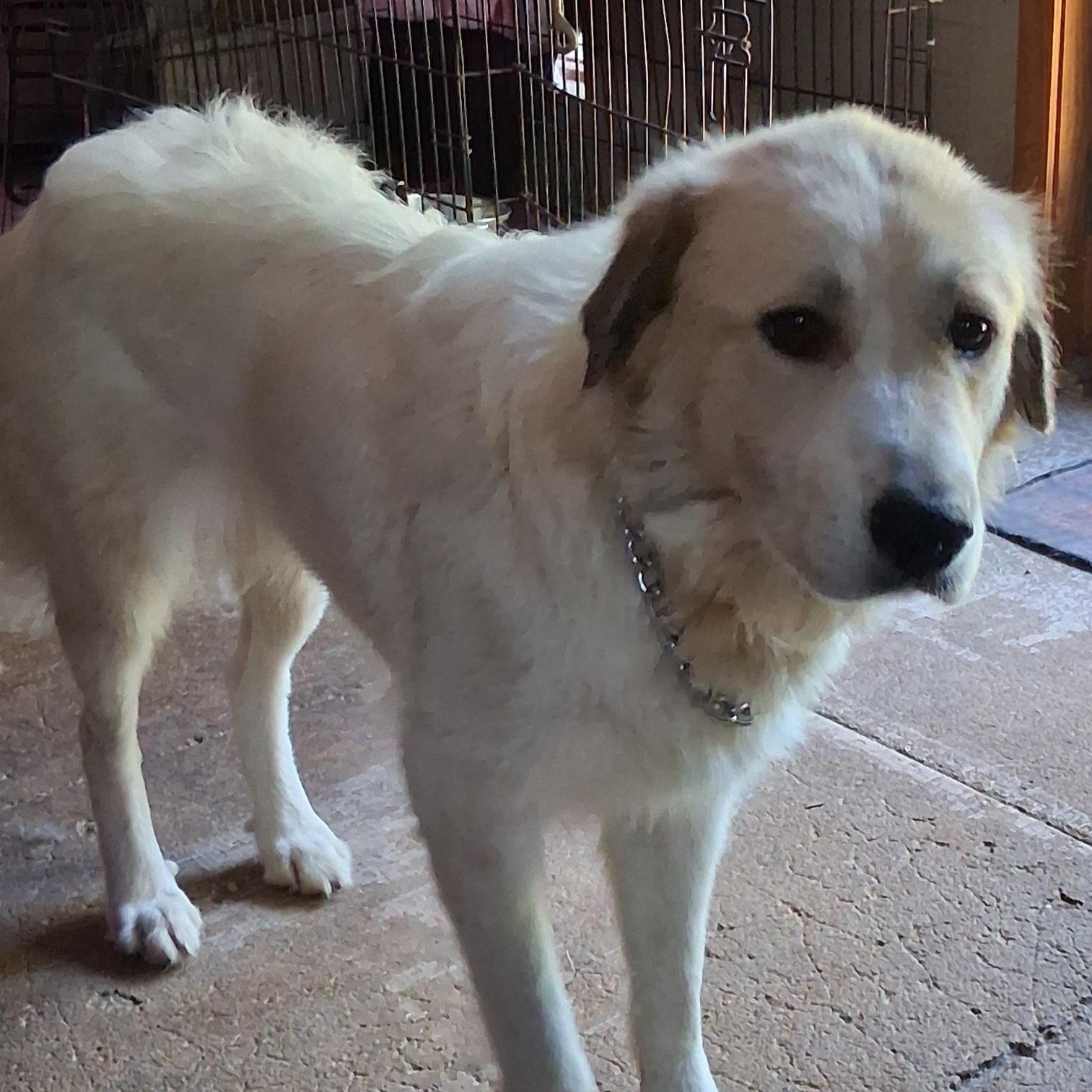 Enlarge Daisy, a Adopted Great Pyrenees in North Jackson, OH image 3/5
