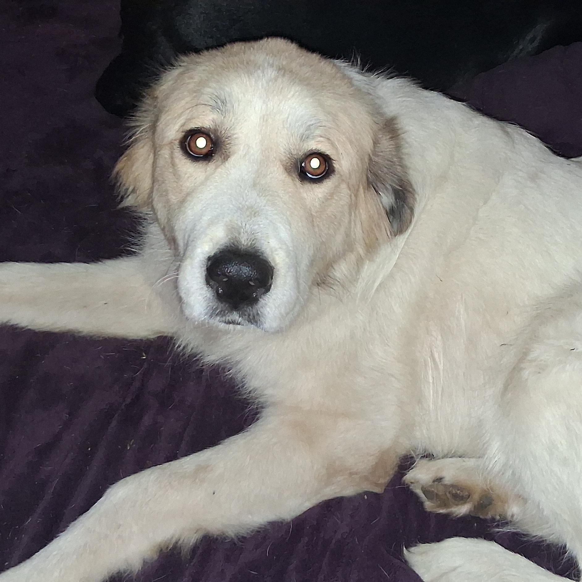 Enlarge Daisy, a Adopted Great Pyrenees in North Jackson, OH image 4/5