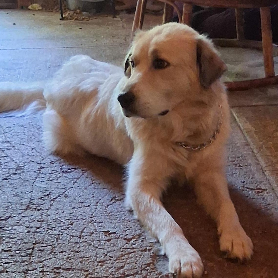 Enlarge Daisy, a Adopted Great Pyrenees in North Jackson, OH image 2/5