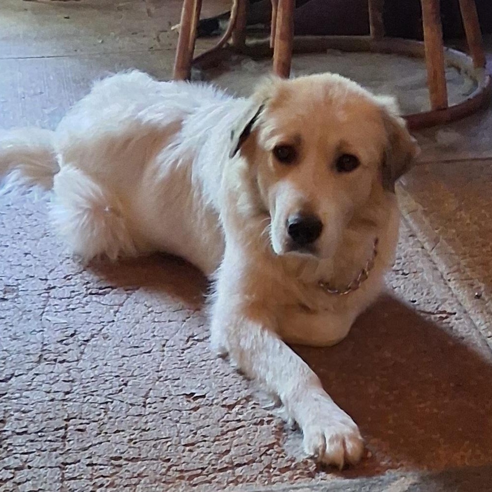 Enlarge Daisy, a Adopted Great Pyrenees in North Jackson, OH image 1/5