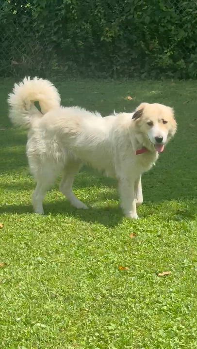 Enlarge Daisy, a Adopted Great Pyrenees in North Jackson, OH video 5/5
