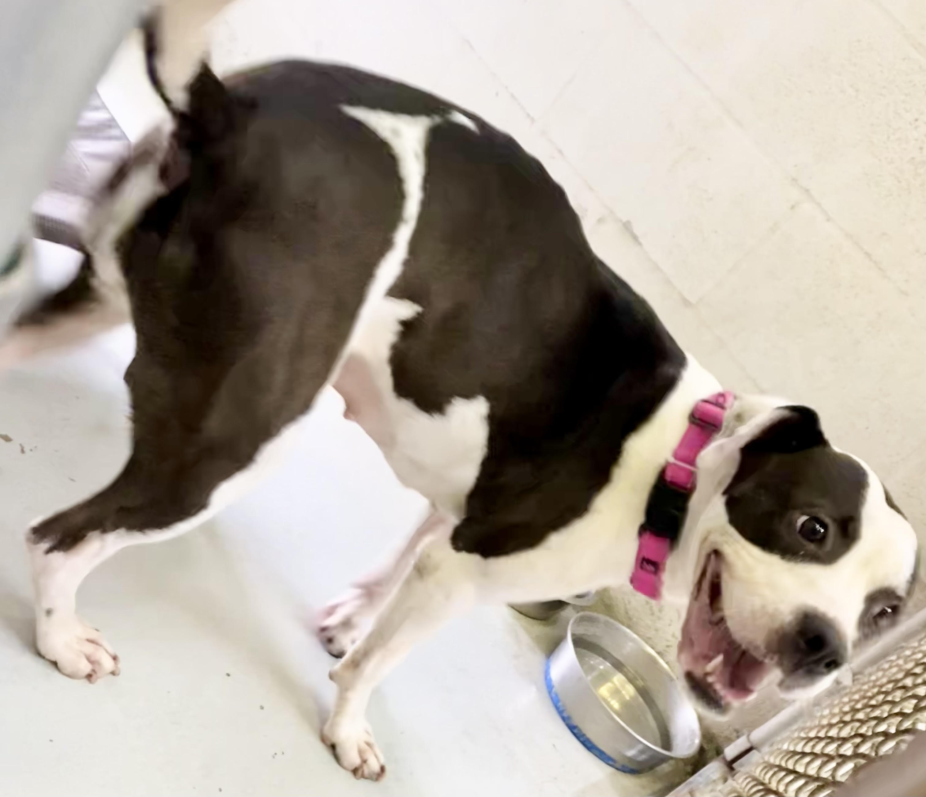 Enlarge Stella, a Adoptable Boxer in Seguin, TX image 1/3