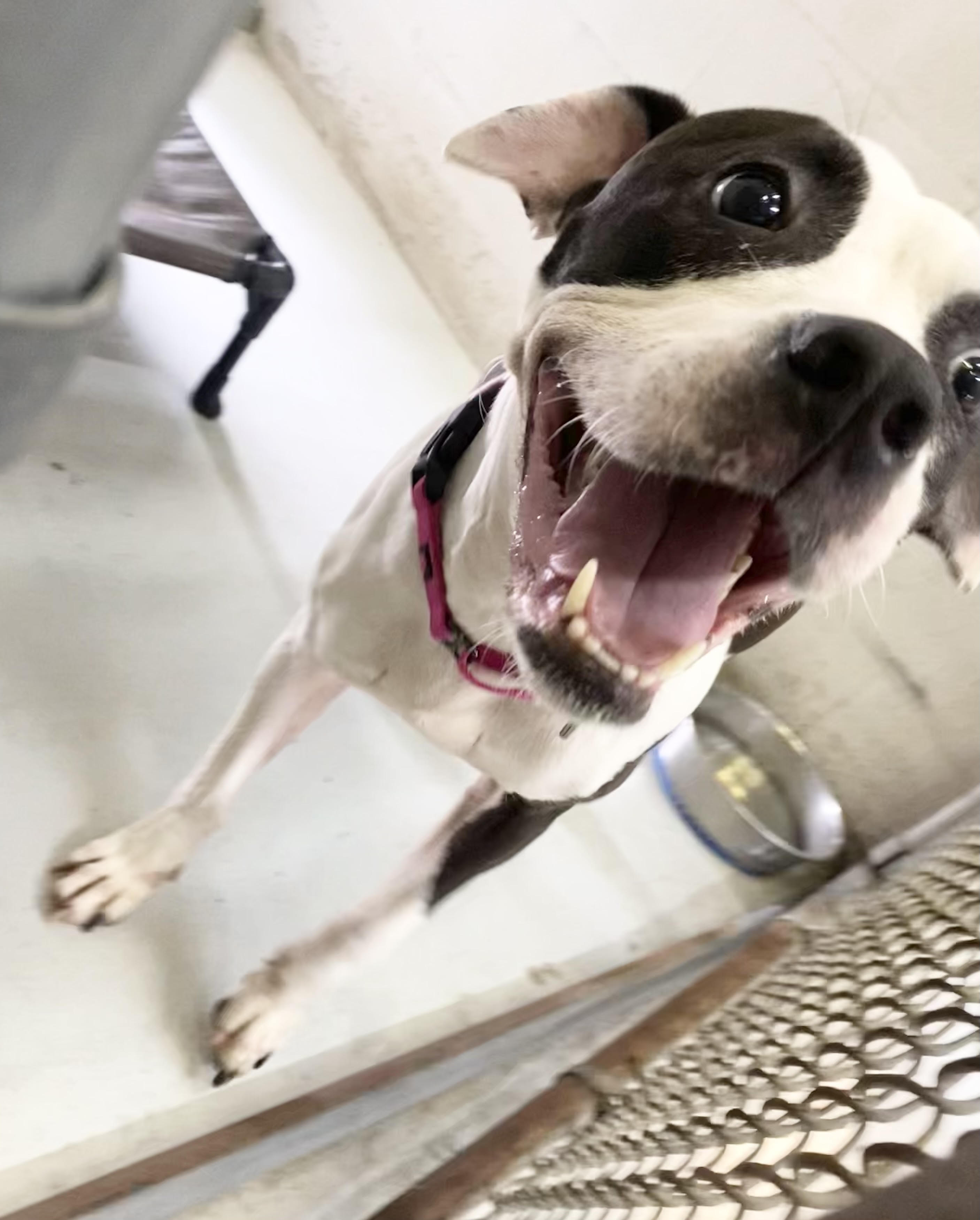 Enlarge Stella, a Adoptable Boxer in Seguin, TX image 2/3