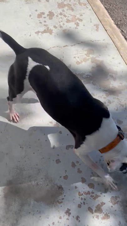 Enlarge Stella, a Adoptable Boxer in Seguin, TX video 3/3