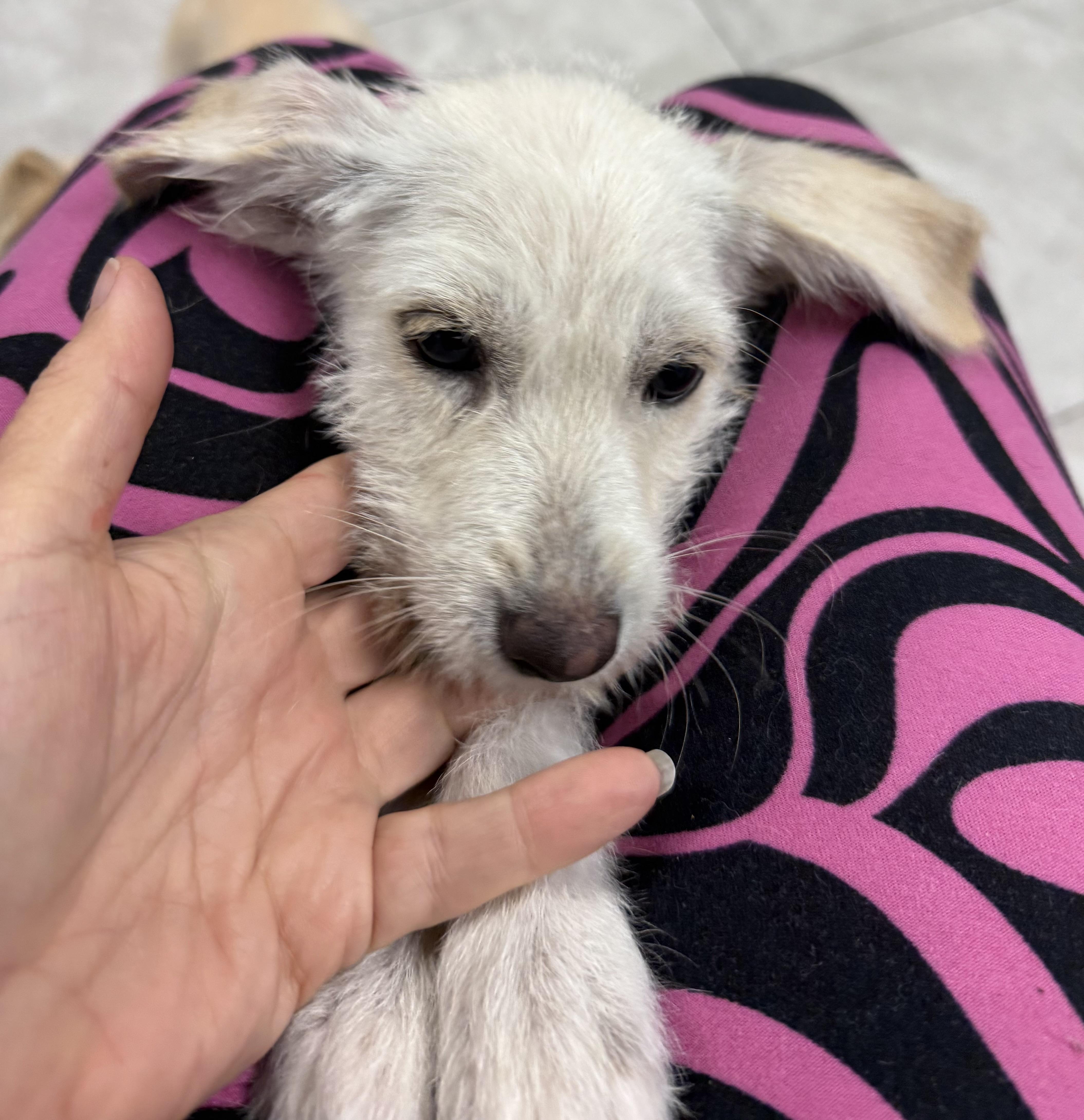 Enlarge Crystal , a ADOPTABLE mixed breed in Nanuet, NY image 4/6