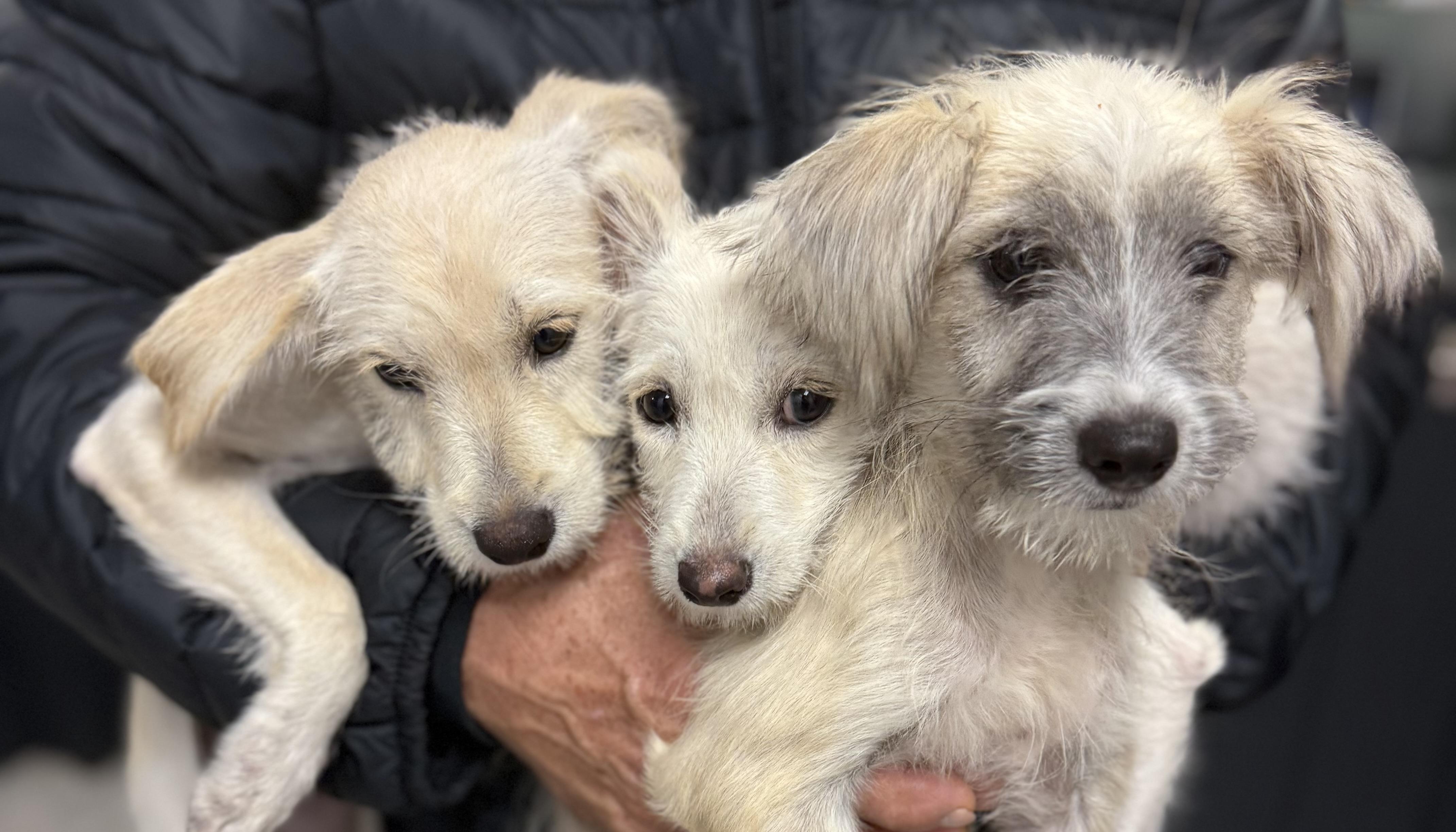 Enlarge Crystal , a ADOPTABLE mixed breed in Nanuet, NY image 2/6