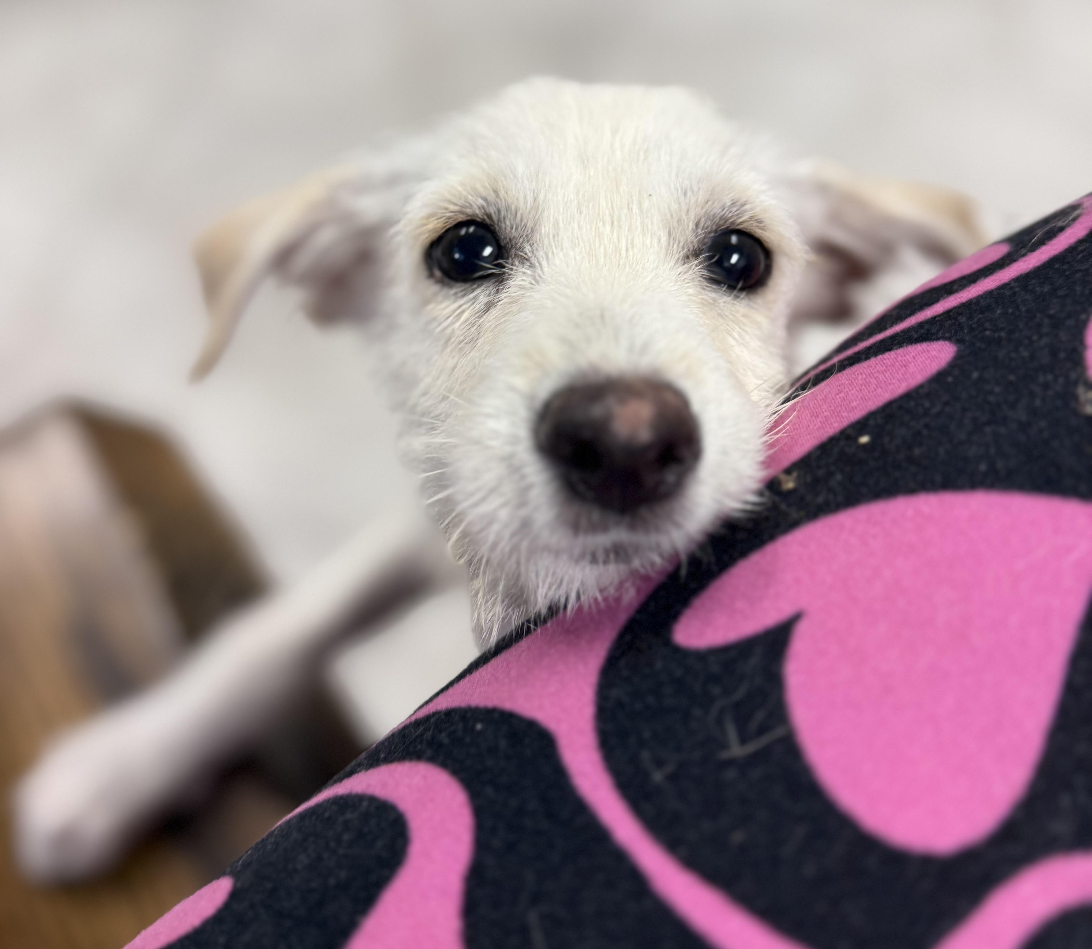 Enlarge Crystal , a ADOPTABLE mixed breed in Nanuet, NY image 5/6