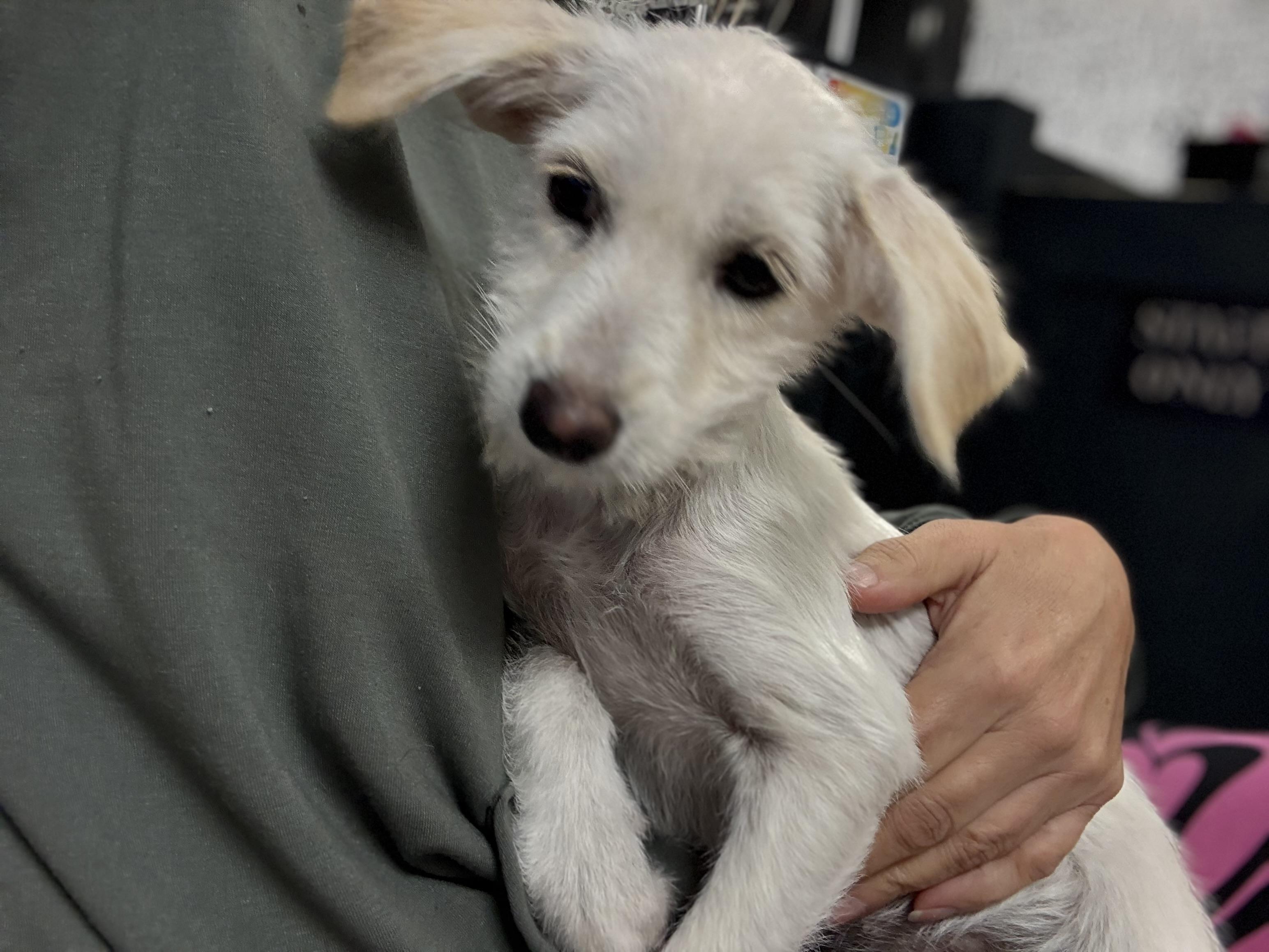 Enlarge Crystal , a ADOPTABLE mixed breed in Nanuet, NY image 3/6