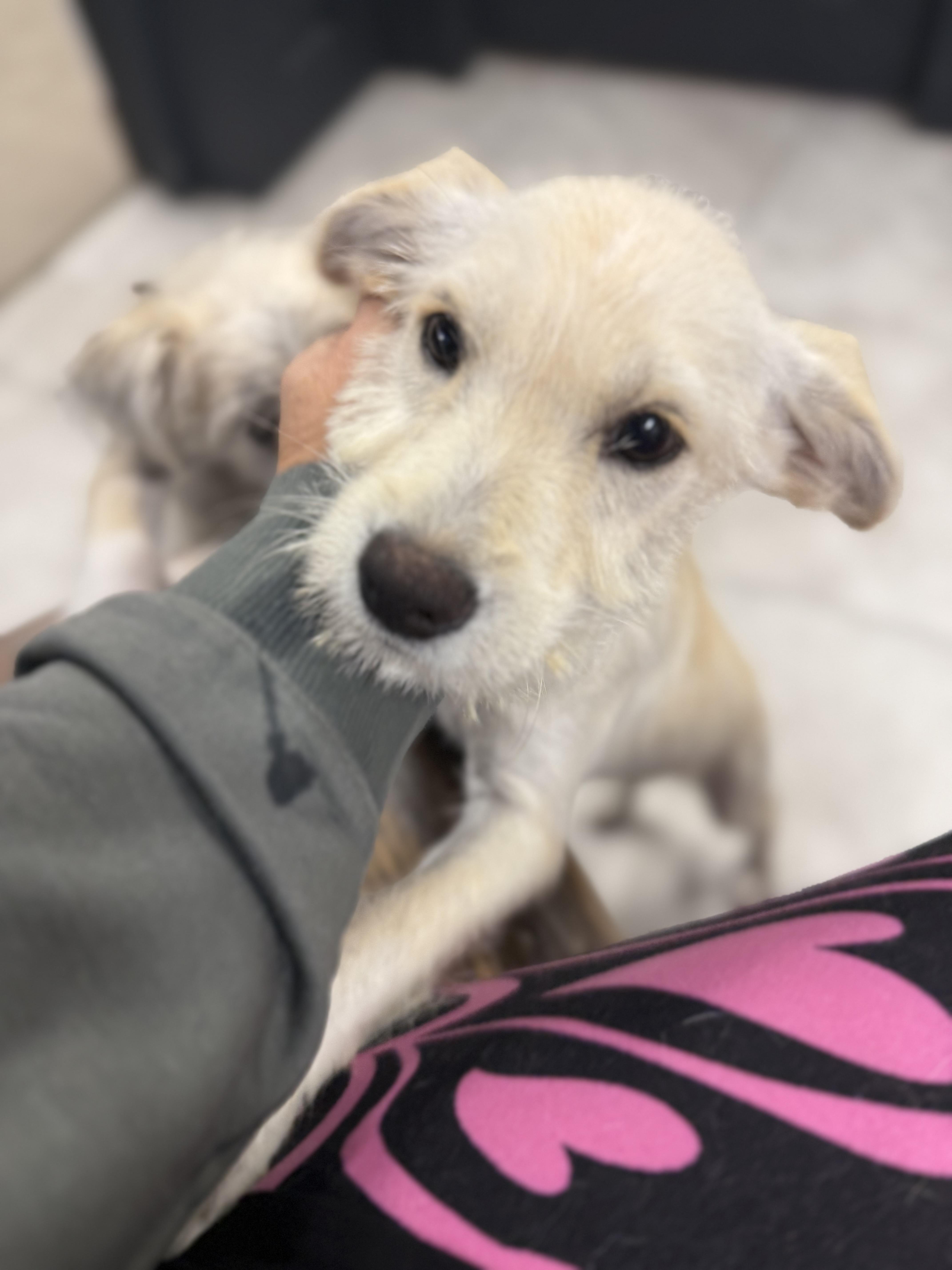 Enlarge Crystal , a ADOPTABLE mixed breed in Nanuet, NY image 1/6