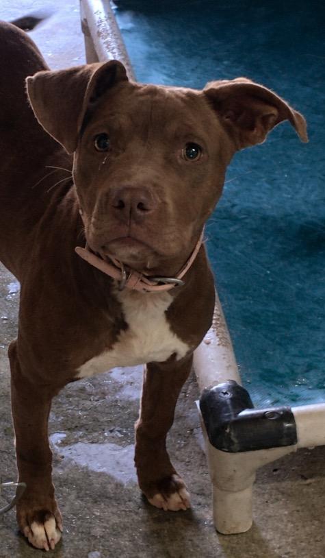 Sassy, Adoptable, Young Female Pit Bull Terrier.