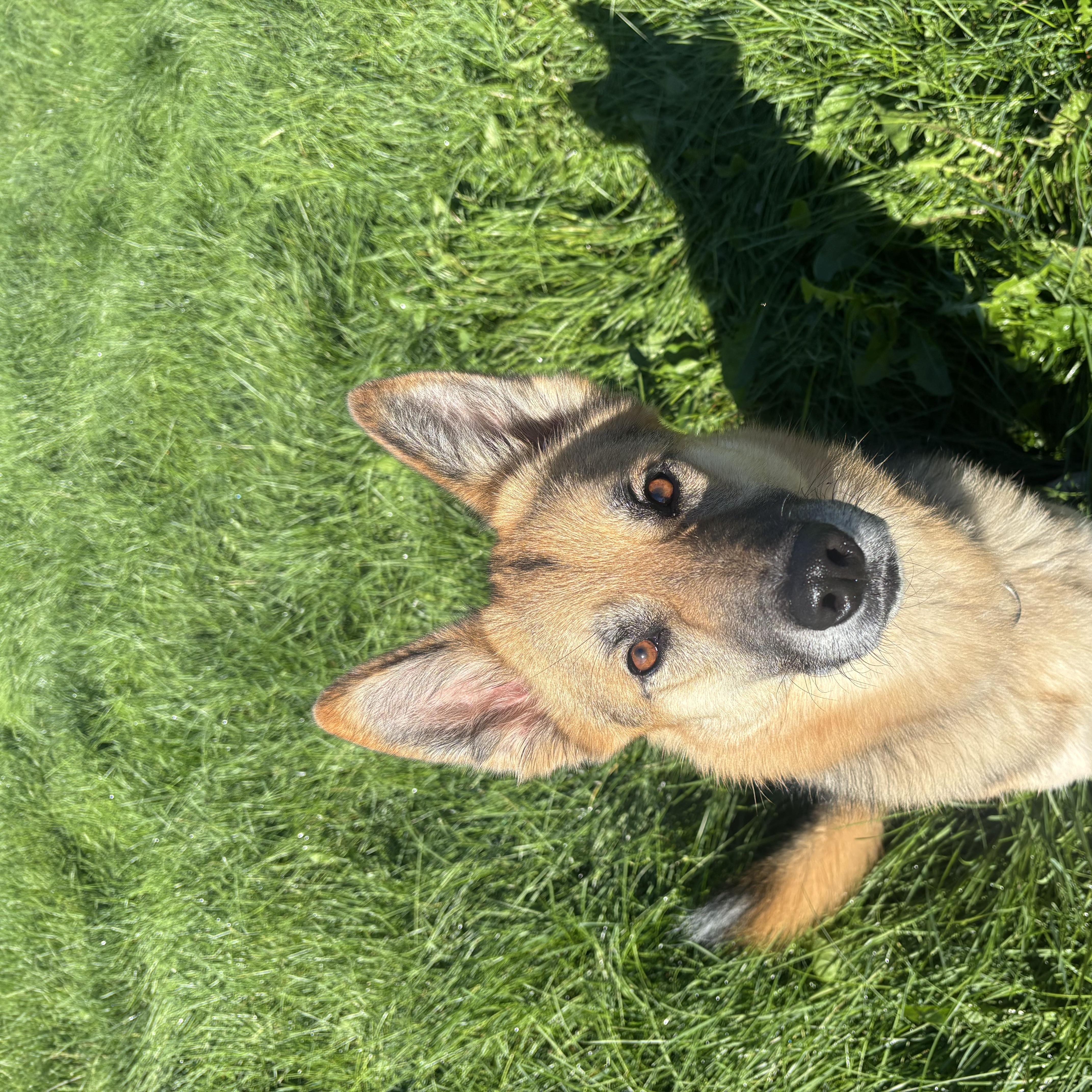 Enlarge Maggie, a Adoptable mixed breed in Fort Wayne, IN image 5/5