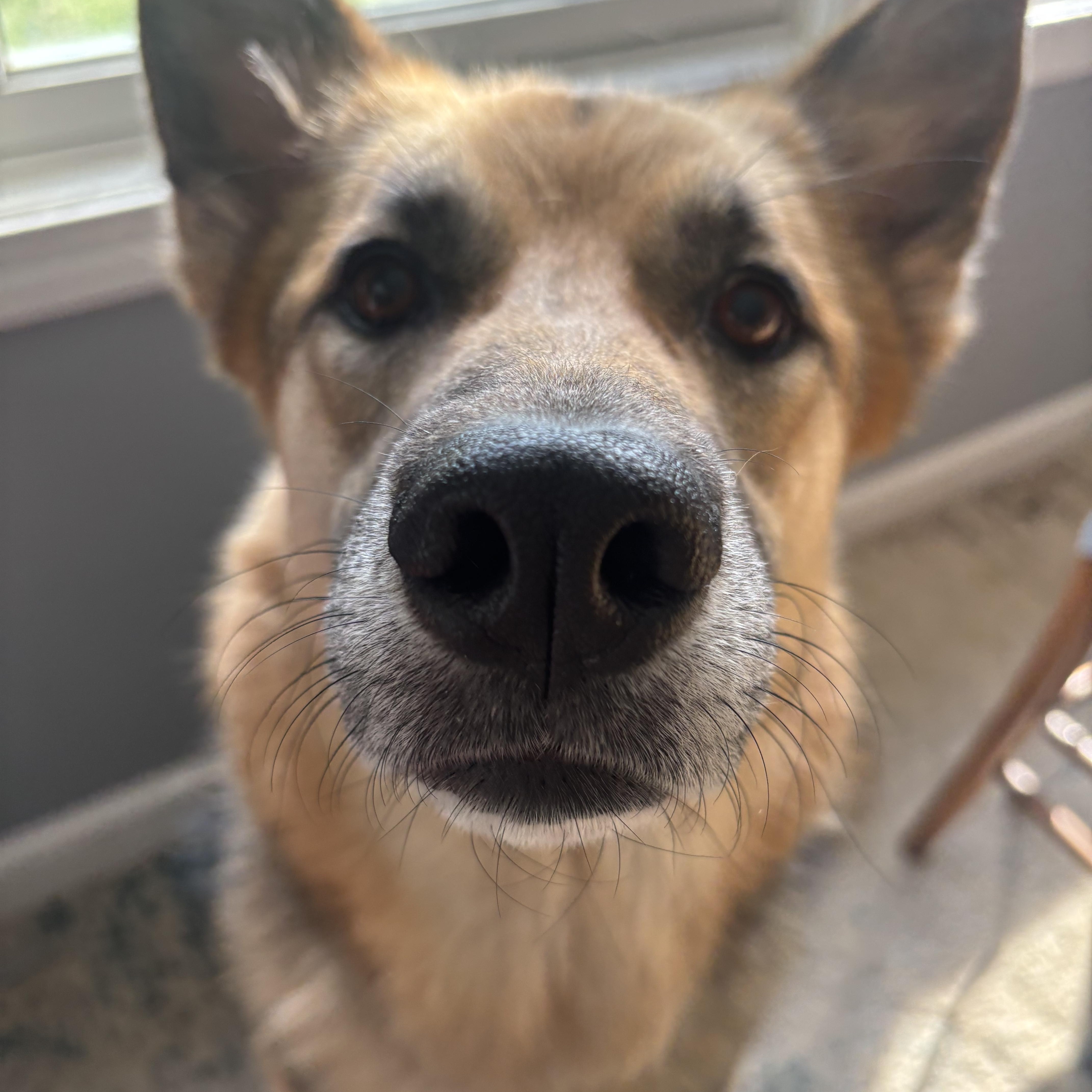 Maggie, Adoptable, Adult Female German Shepherd Dog & Husky.