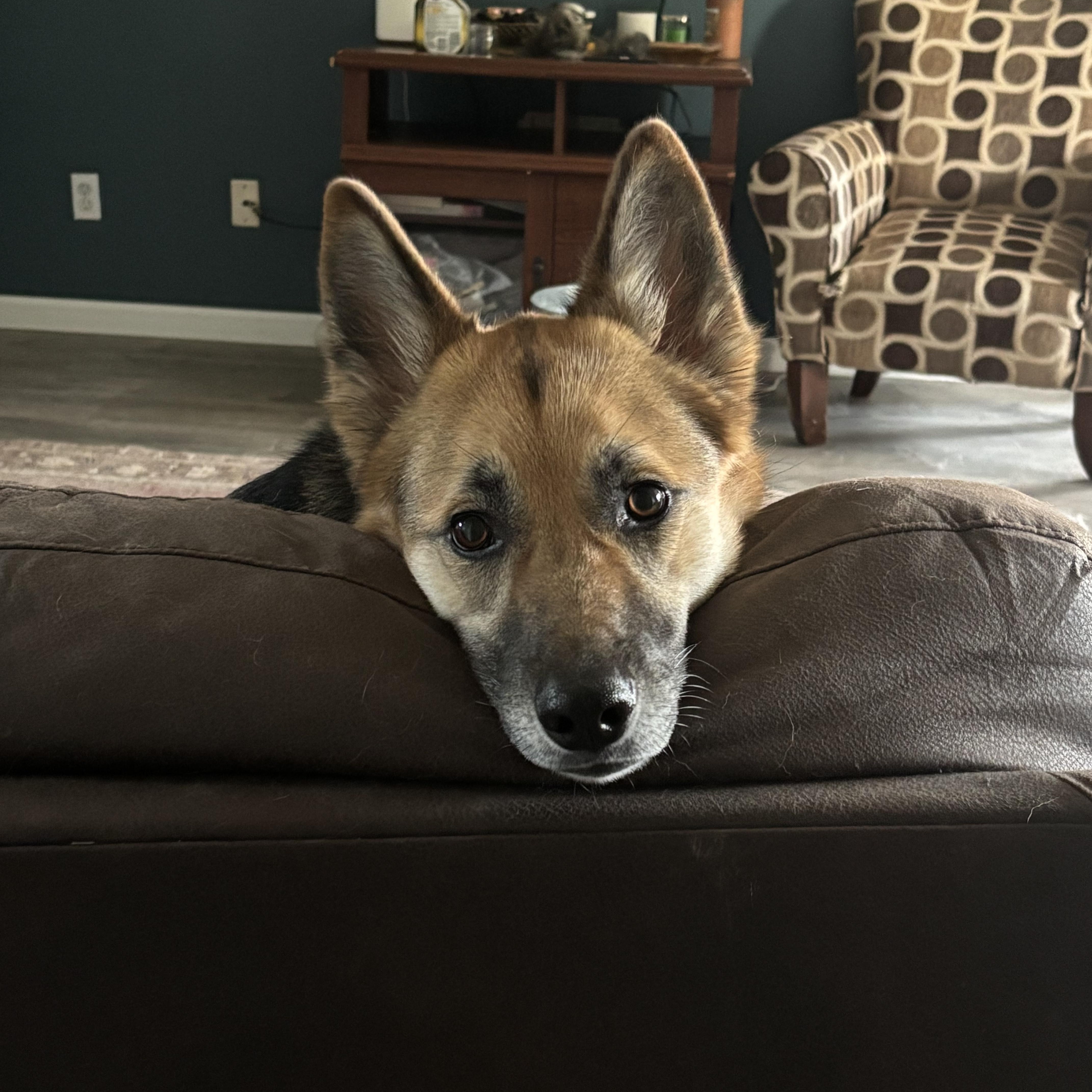 Enlarge Maggie, a Adoptable mixed breed in Fort Wayne, IN image 4/5