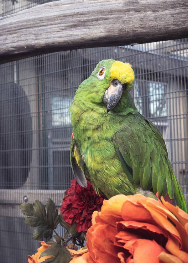 Cleo, Adoptable, Senior Male Amazon.