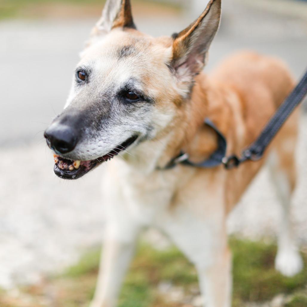 Enlarge Honey, a Adoptable mixed breed in Dover, NH image 1/6
