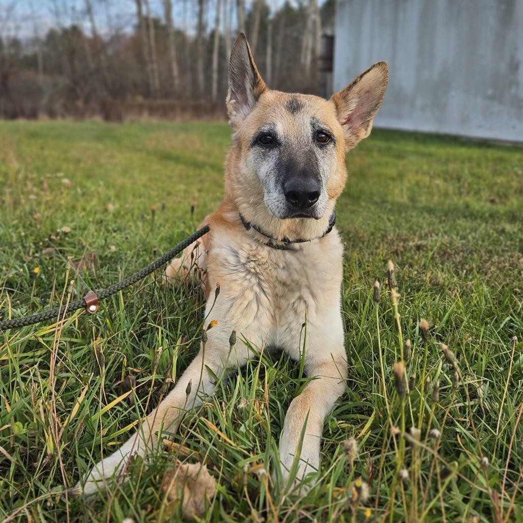 Enlarge Honey, a Adoptable mixed breed in Dover, NH image 2/6