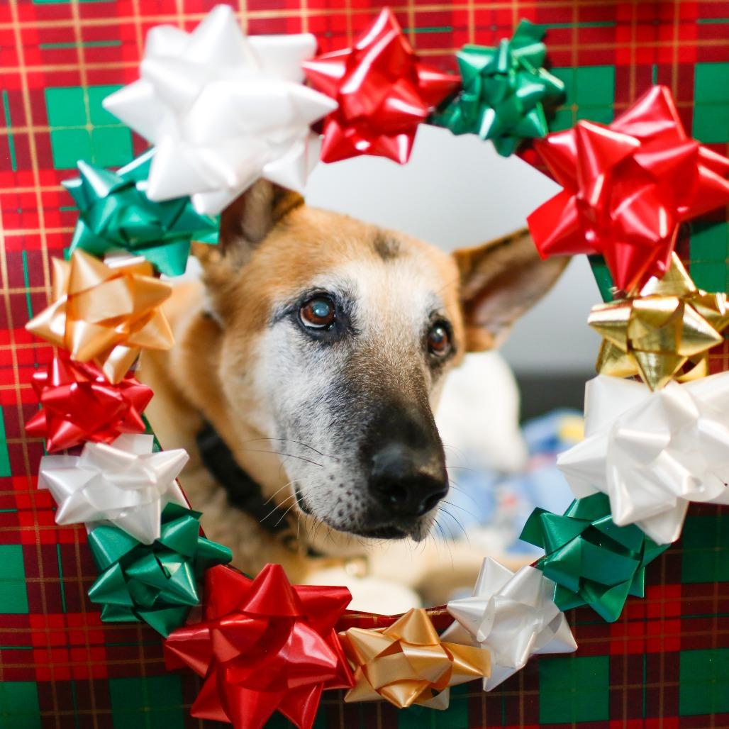 Enlarge Honey, a Adoptable mixed breed in Dover, NH image 3/6